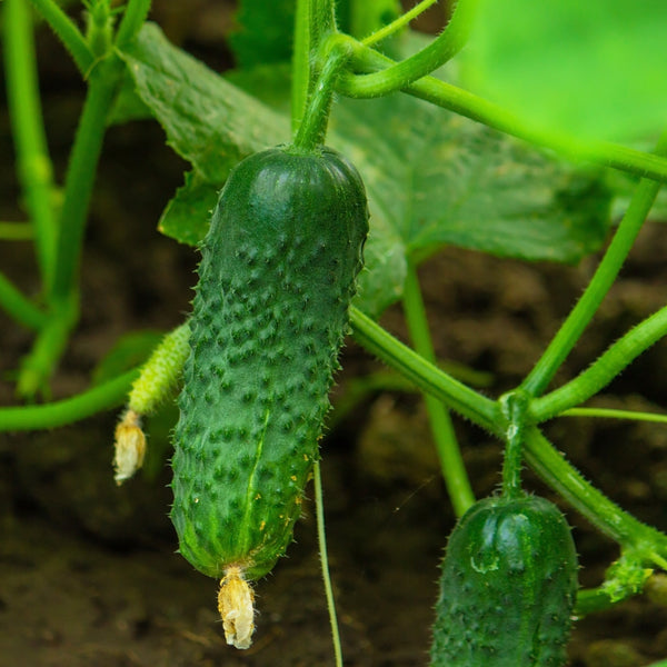 Concombre à cornichon 'Petipikel' F1