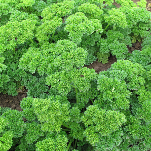 Organic curly parsley