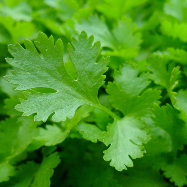 Organic 'Italian' parsley