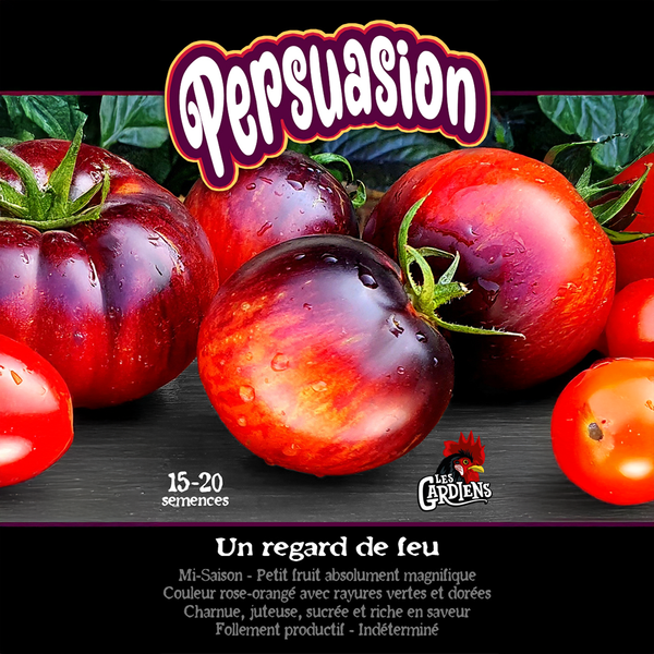 Tomato 'Persuasion'