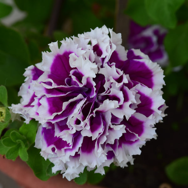 Petunia mix