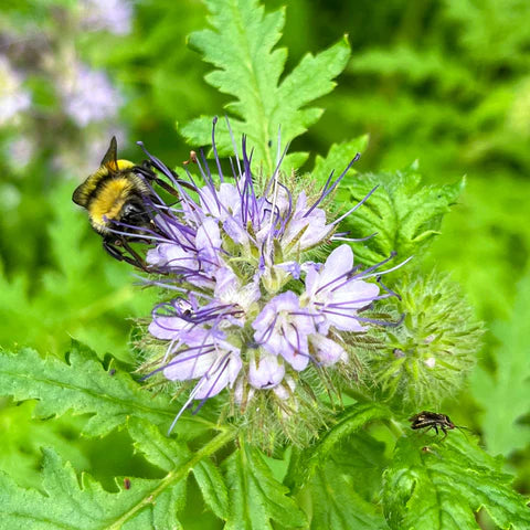 Phacelia with tansy leaves