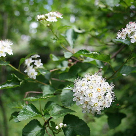 Physocarpe à feuilles d'obier