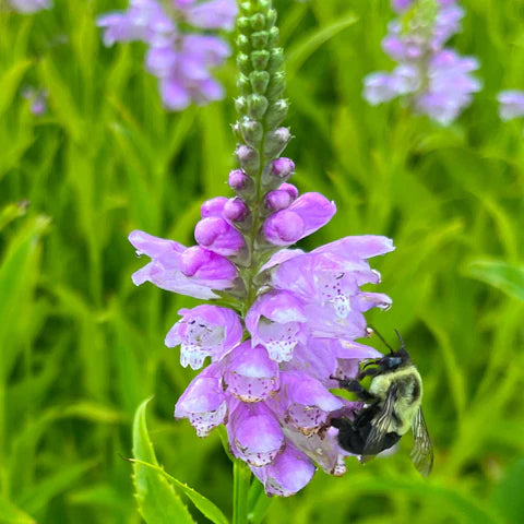 Obedient Plant