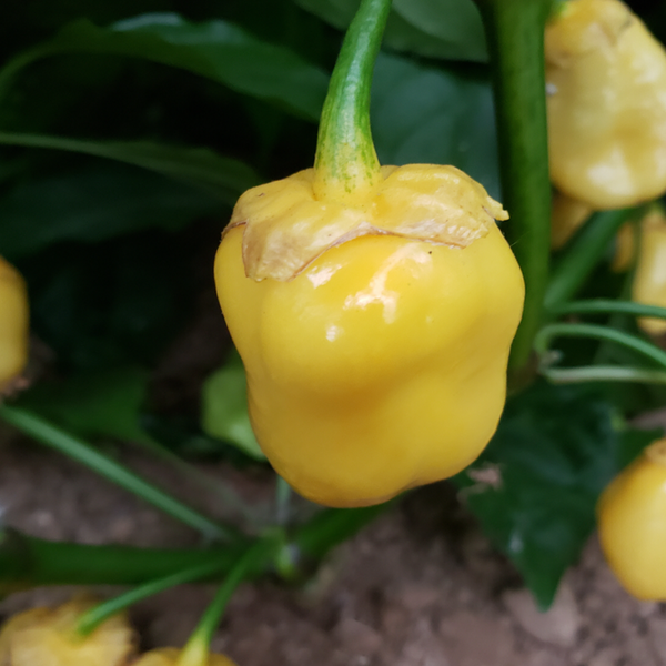 Piment fort '7 Pot Bubblegum' jaune bio