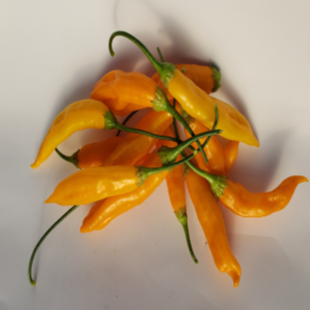 Piment fort 'Aji Habanero' bio