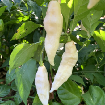 Organic white 'Bhut Jolokia' hot pepper