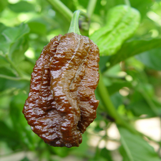 Organic brown 'Bhut Jolokia' hot pepper