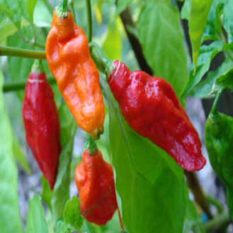 Organic red 'Bhut Jolokia' hot pepper