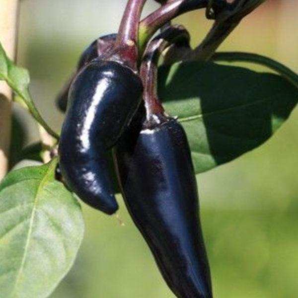 Organic 'Black Hungarian' hot pepper