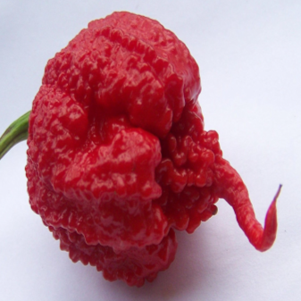 Organic 'Carolina Reaper' Red Hot Pepper