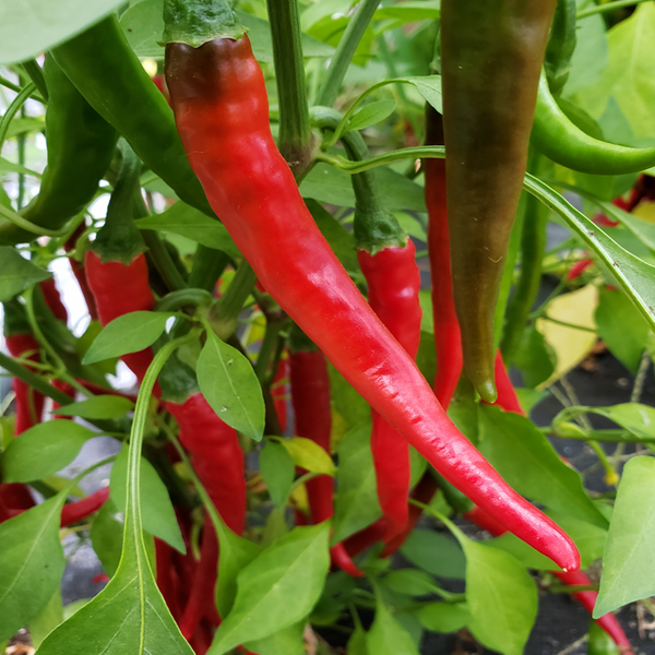 Organic red hot pepper 'Cayenne'