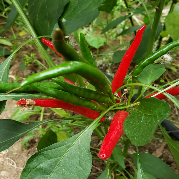 Piment fort 'De Arbol' bio