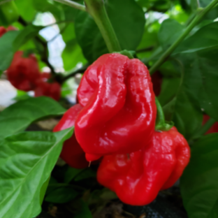 Piment fort 'Habanero' rouge bio