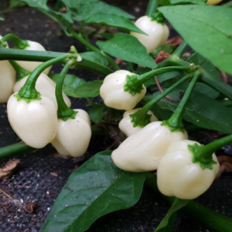 Organic white 'Habanero Mini' hot pepper