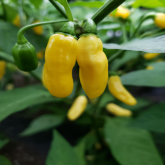 Organic yellow 'Habanero Mini' hot pepper