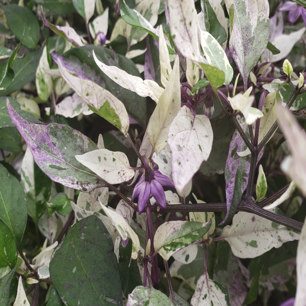 Organic 'Jigsaw' hot pepper