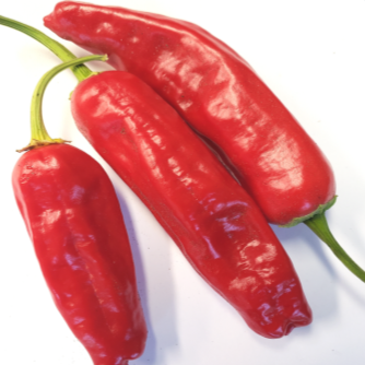 Piment fort 'Pepperoncini' bio