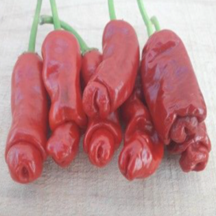 Organic red 'Peter Pepper' hot pepper