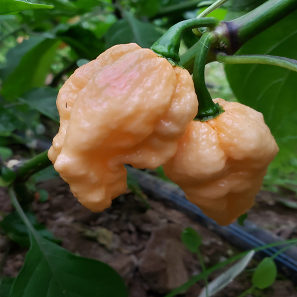 Organic 'Pockmark Peach' hot pepper