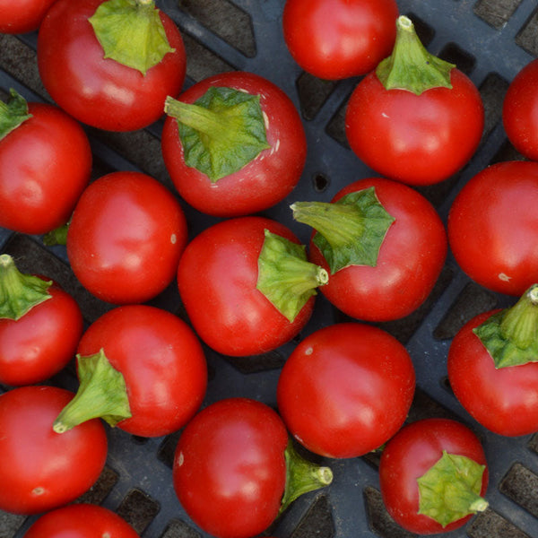 Organic 'Szentesi Cherry' hot pepper