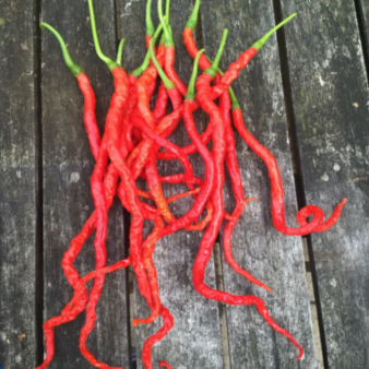 Organic 'Mountain Thunder Longhorn' hot pepper