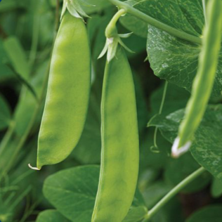 Pois mange-tout 'Oregon Sugar' bio