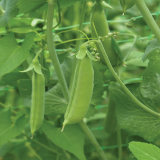 Organic 'Cascadia' green peas