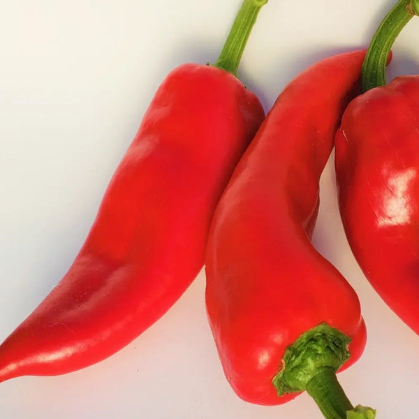 Organic red pepper 'Ajvanski'