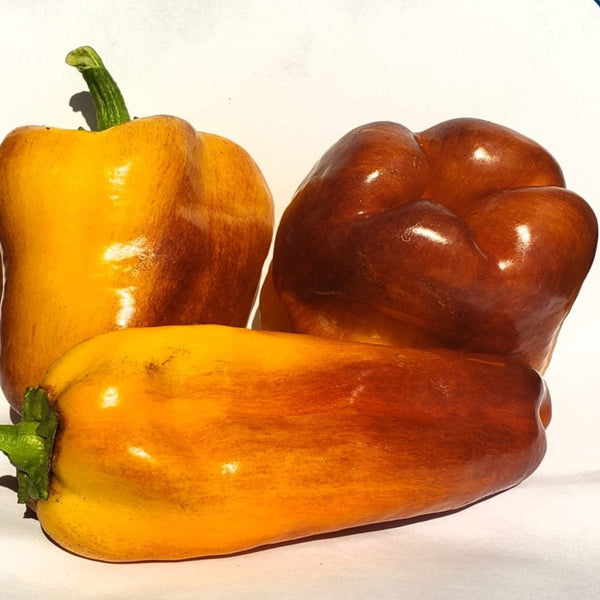 Organic 'Blot' marbled pepper