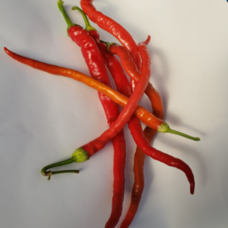 Organic 'Corbaci' red pepper