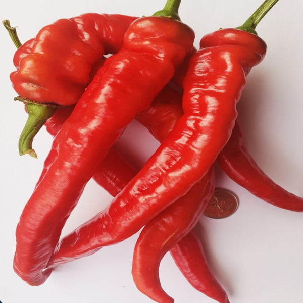 Organic red pepper 'Jimmi Nardelo'