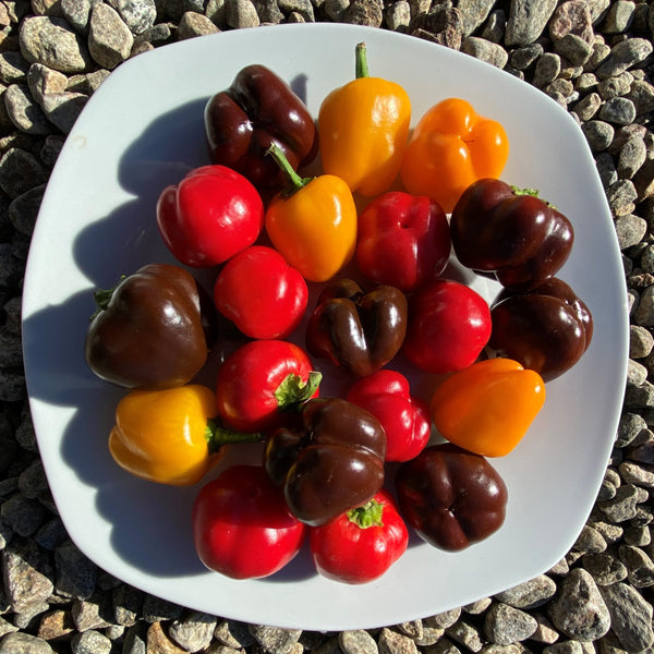 Organic Mixed Miniature Peppers