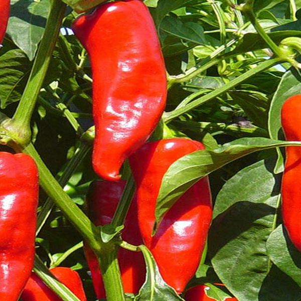 Organic red pepper 'Stocky Red Roaster'