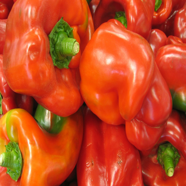 Organic 'Yankee Bell' Red Pepper