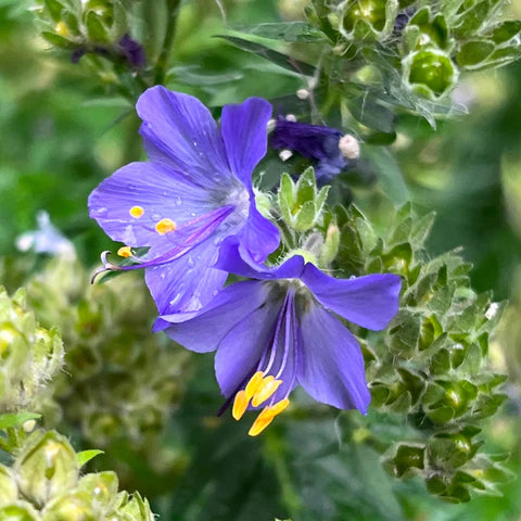 Creeping Jacob's Ladder