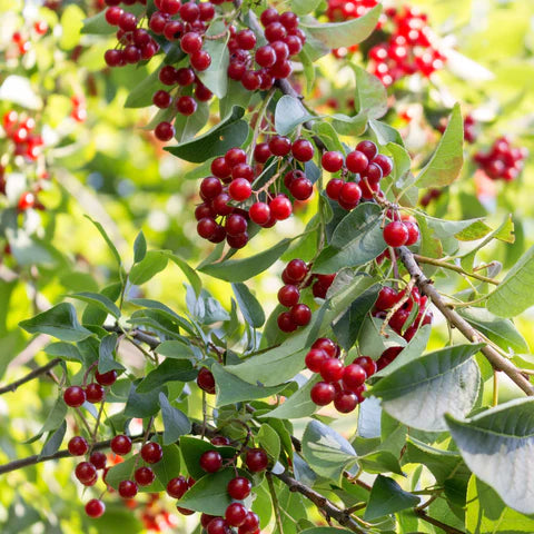 Chokecherry