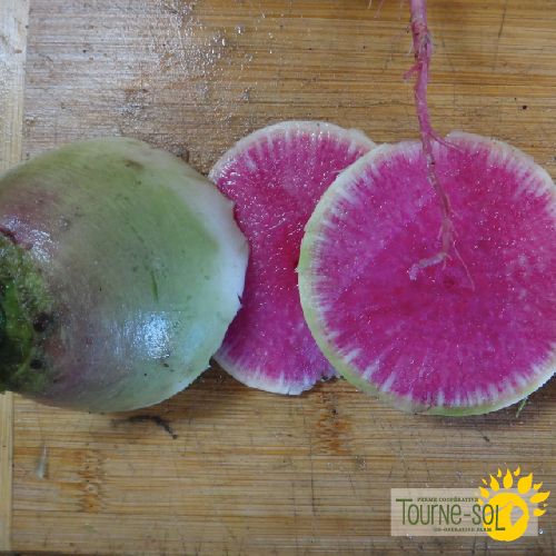 Watermelon Radish