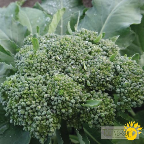 Broccoli 'De Cicco'