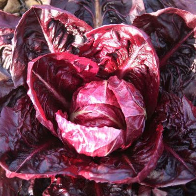 Radicchio 'Palla Rossa 2 Invernale (Winter) Select'