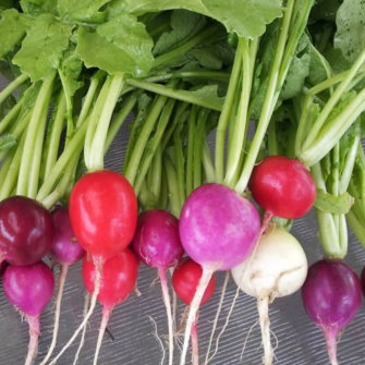 Organic 'Biomix' radish