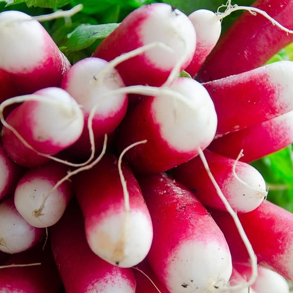 Organic 'French Lunch' radish