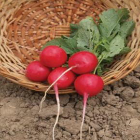 Organic 'Raxe' radish