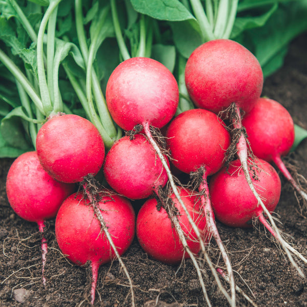 Scarlet Round Radish