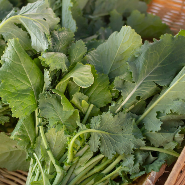 Rapini 'Sans tête' (40-60 jours)