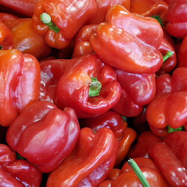 Sweet pepper 'Redskin'