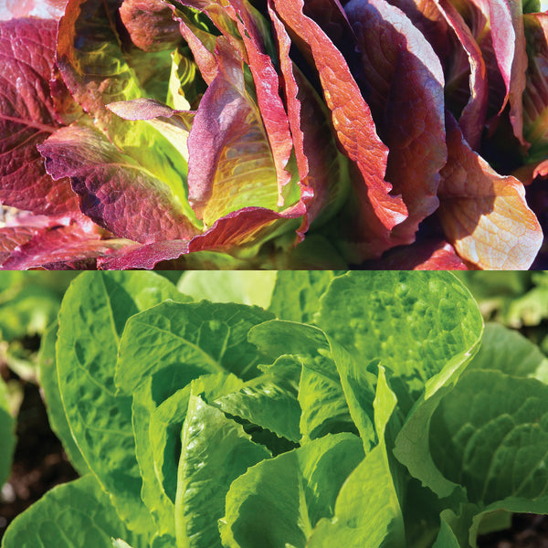 Mixed mini romaine lettuce organic