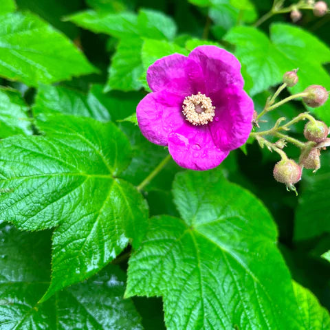 Purple-flowering Raspberry