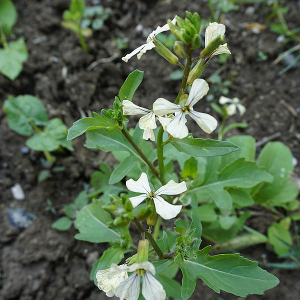 Arugula