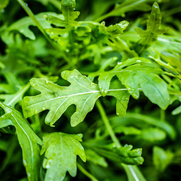 Roquette cultivée